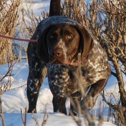 German Shorthaired Pointers and Labrador Retrievers from Uplandhills Kennel
