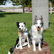 Sporty Mix puppies from Noko's dogs