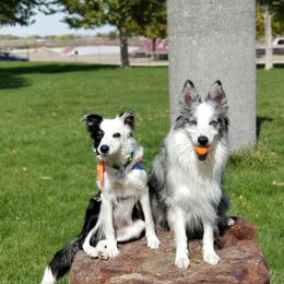 Sporty Mix puppies from Noko's dogs
