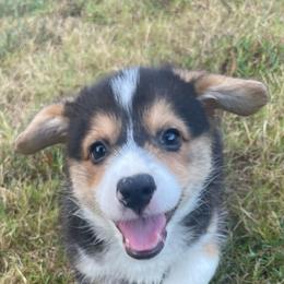Blue boy - Black and tan male Pembroke Welsh Corgi puppy in Adairsville, Georgia from R&R Corgis