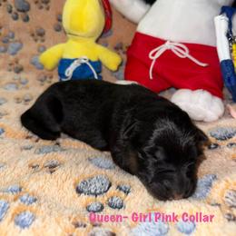 Queen Pink Collar - Black and red female German Shepherd puppy in Hillsboro, Indiana from Salty Raccoon Ranch German Shepherds