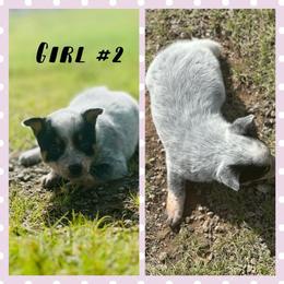 Girl 2 - Blue mottled female Australian Cattle Dog puppy in Prague, Oklahoma from S&B Cattle Co.