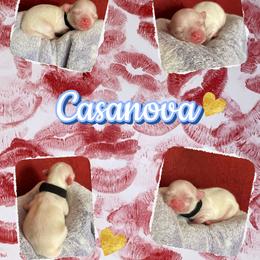Casanova - Cream male Chihuahua puppy in Kannapolis, North Carolina from East Coast Bull Terriers N Chihuahuas