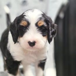 Ace - Tri-color male Bernedoodle puppy in Shelton, Washington from NW Bernedoodles of Washington