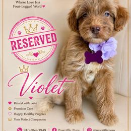 Violet - Apricot female Goldendoodle puppy in Spring Lake, North Carolina from Pawriffic Pups