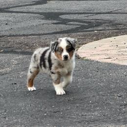 Felix - Blue merle male Australian Shepherd puppy in Franktown, Colorado from Double NB Livestock LLC