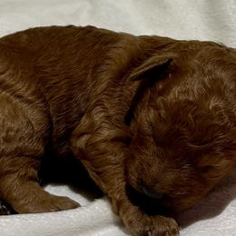 Cavachon and Cavapoochon Puppies from Forever Puppies 4U