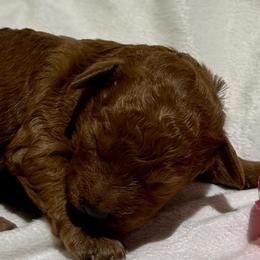 Cavachon and Cavapoochon Puppies from Forever Puppies 4U