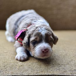 Pink Collar - Merle female Bernedoodle puppy in Scottsboro, Alabama from Dixie Land Doodles
