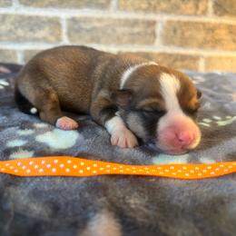Orange collar male - Sable male Pembroke Welsh Corgi puppy in Mcarthur, Ohio from Bentley Corgis LLC