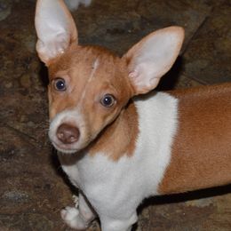 Rat Terriers from Isaac Point Kennels
