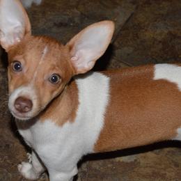 Rat Terriers from Isaac Point Kennels