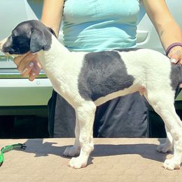 Magni - White and black male Whippet puppy in Redmond, Oregon from Chappelle Whippets