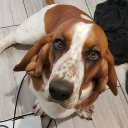 Ellie - Basset Hound