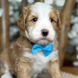 Bear - Blue boy - Brown and white male Bernedoodle puppy in Yuciapa, California from AlltheDoodlez_