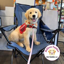 Golden Retriever Puppies from Glimmer Goldens