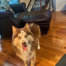 Boomer - Pomsky