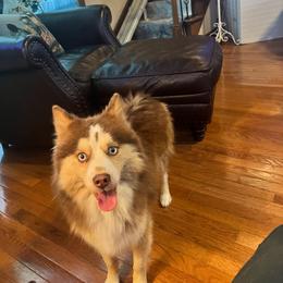 Boomer - Pomsky
