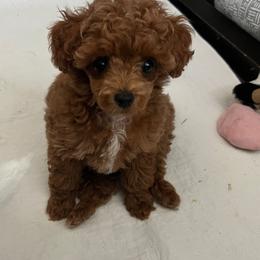 Ginny (Ginger) - Red  female Poodle puppy in Sharon, Connecticut from LittleBear Poodles
