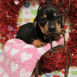 Hadley - Black and tan female Dachshund puppy in Hudson, Michigan from Mittentail Kennel Miniature Dachshunds
