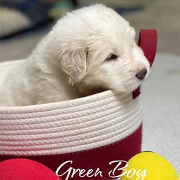 Blue Boy - White male Great Pyrenees puppy in Red Bluff, California from River's Bend Walnut Orchard