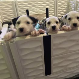 Dalmatian Puppies from Dalmatians of Rutland Ranch