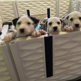 Dalmatian Puppies from Dalmatians of Rutland Ranch