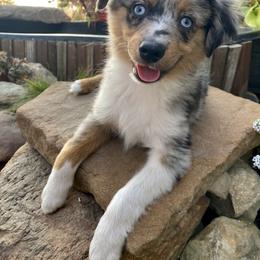 Toy Australian Shepherd Puppies from Kickapoo Creek Aussies