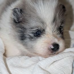 Tidus - Blue merle male Pomeranian puppy in Danielsville, Georgia from PassionatePomPoms