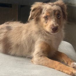 Fluffy - female Miniature Australian Shepherd puppy in Fort Myers, Florida from Gilmore Aussie Posse of Florida Pure-bred Miniature Australian Shepherds