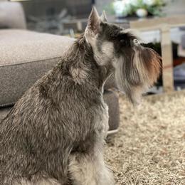 Sunshine - Miniature Schnauzer
