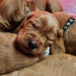 Golden Retriever puppies from Emma's Golden Puppers