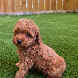 Alfie - Red  male Poodle puppy in Kannapolis, North Carolina from Carolina Great Danes & Toy Poodles