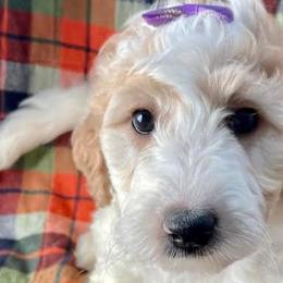 Bernedoodles, Goldendoodles, Labradoodles, and Pyredoodles from Oopsie Doodles of NC