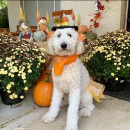 Molly - Goldendoodle