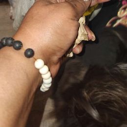 Shih Tzu puppies from AhandfulofLoveBreeders