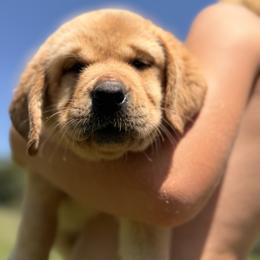 Orange - Yellow female Labrador Retriever puppy in Anderson, South Carolina from Iris Aislings Labradors