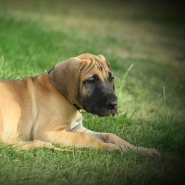 Great Dane Puppies from Kirk’s Dane Farm