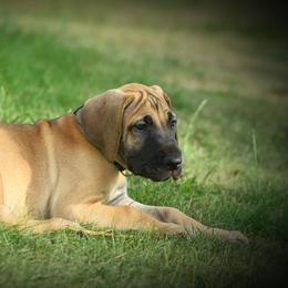 Great Dane Puppies from Kirk’s Dane Farm