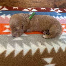 Green collar boy - Red male Dachshund puppy in Eustis, Florida from K8’s Dachshunds