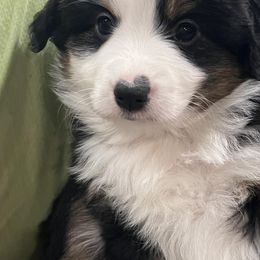 Aussiedoodles, Miniature Australian Shepherds, and Toy Australian Shepherds from Graceful Acres