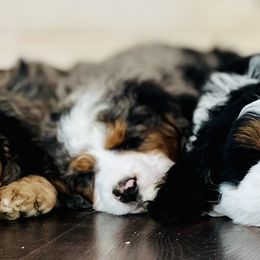 Bernedoodle and Golden Retriever Puppies from Dumaw Creeks Pups