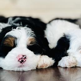 Bernedoodle and Golden Retriever Puppies from Dumaw Creeks Pups