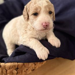 Moana - Parti female Goldendoodle puppy in Repton, Alabama from Hopkins Doodle Pups