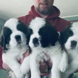 Saint Bernard puppies from Still River Saints