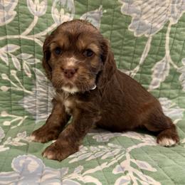 Maryland - Purple - Brown white and tan female Cocker Spaniel puppy in Inman, South Carolina from Dees Cockers, LLC