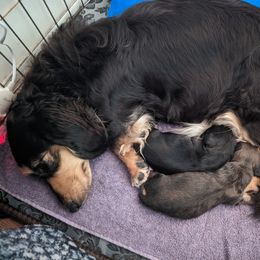 Dachshund Puppies from Sunflower Dachshunds