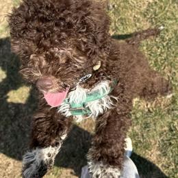 Aqua - Brown male Lagotto Romagnolo puppy in Elgin, Texas from Moreno Casa De Honos