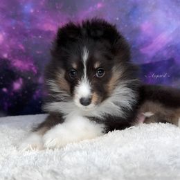 Nugget - Shetland Sheepdog puppy in Elk, Washington from Asgard Shetland Sheepdogs
