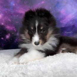 Nugget - Shetland Sheepdog puppy in Elk, Washington from Asgard Shetland Sheepdogs